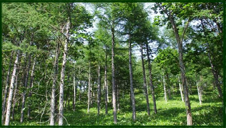 美幌町の未来を拓く森林づくり画像