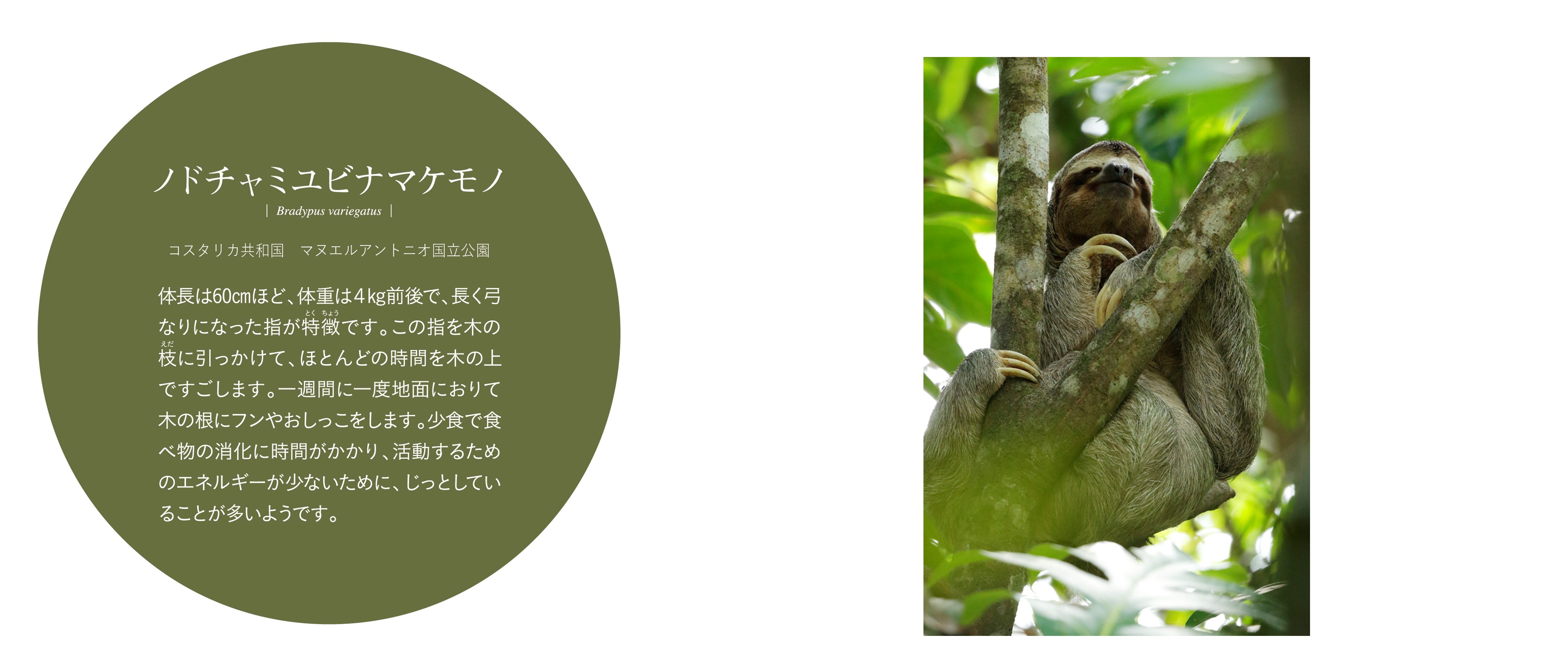 ナマケモノ画像