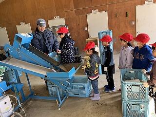 ジャガイモの選別体験（1年）の画像4