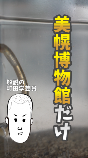 動画のプレビュー2