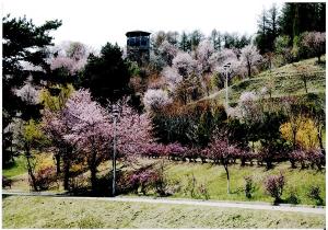 桜の名所を創る会活動状況１