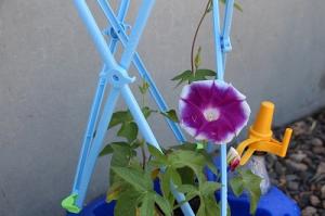 朝顔の花その1