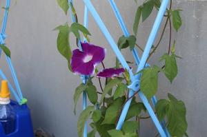 朝顔の花その2