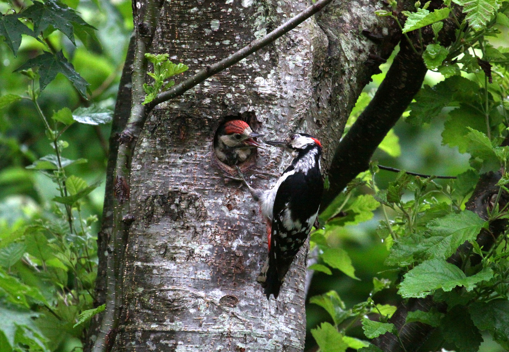 アカゲラの子育て画像