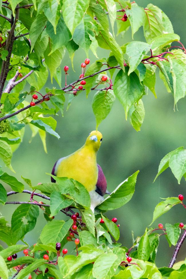 葉桜に踊るアオバト