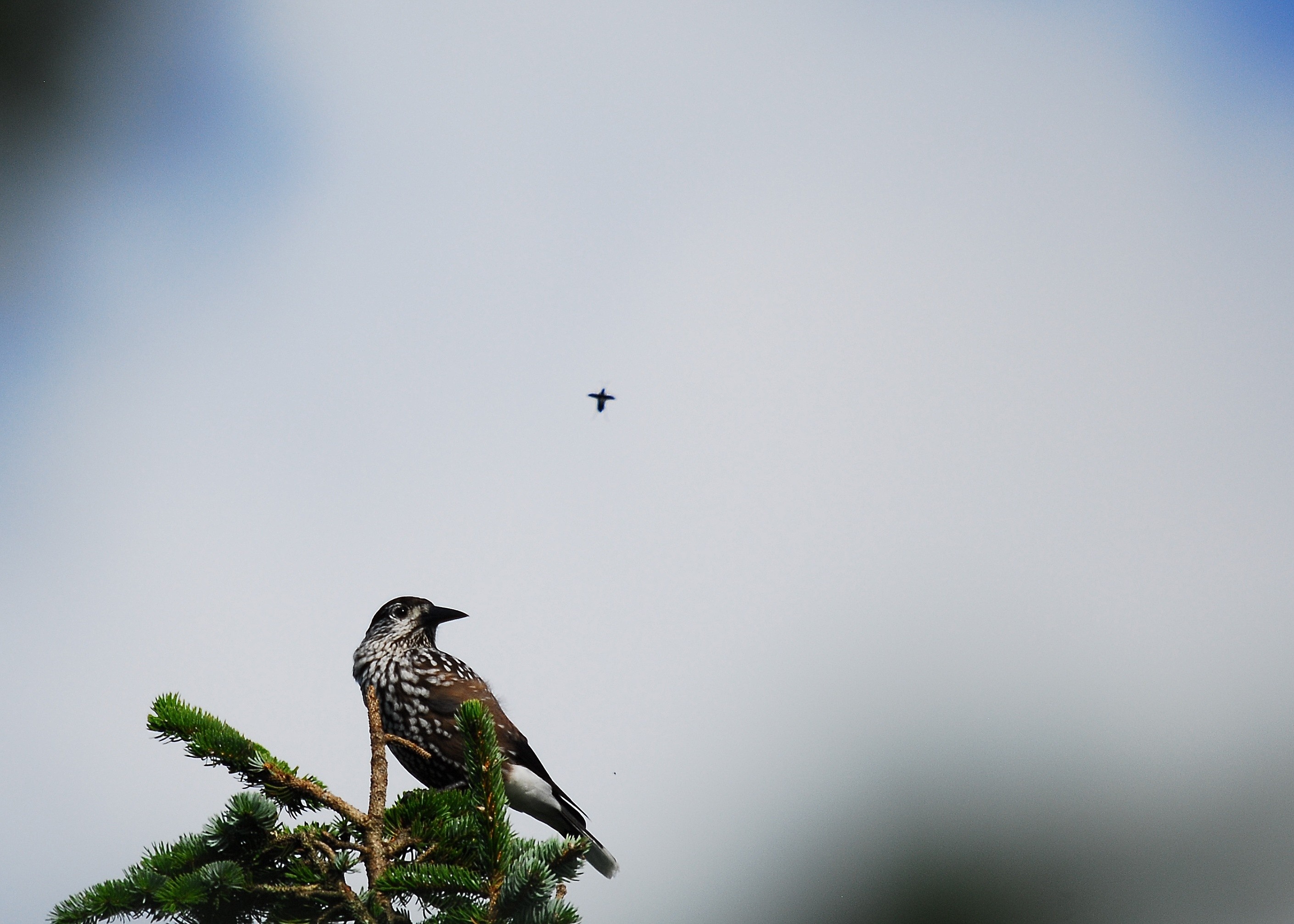 松の種のが好きだけど