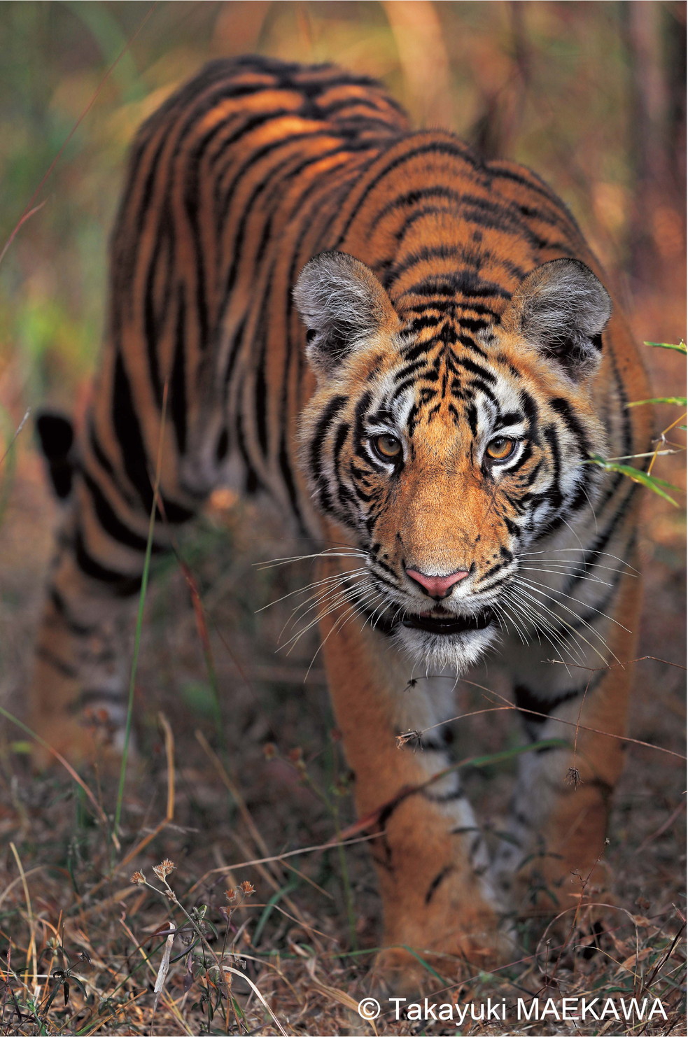 ベンガルトラ画像