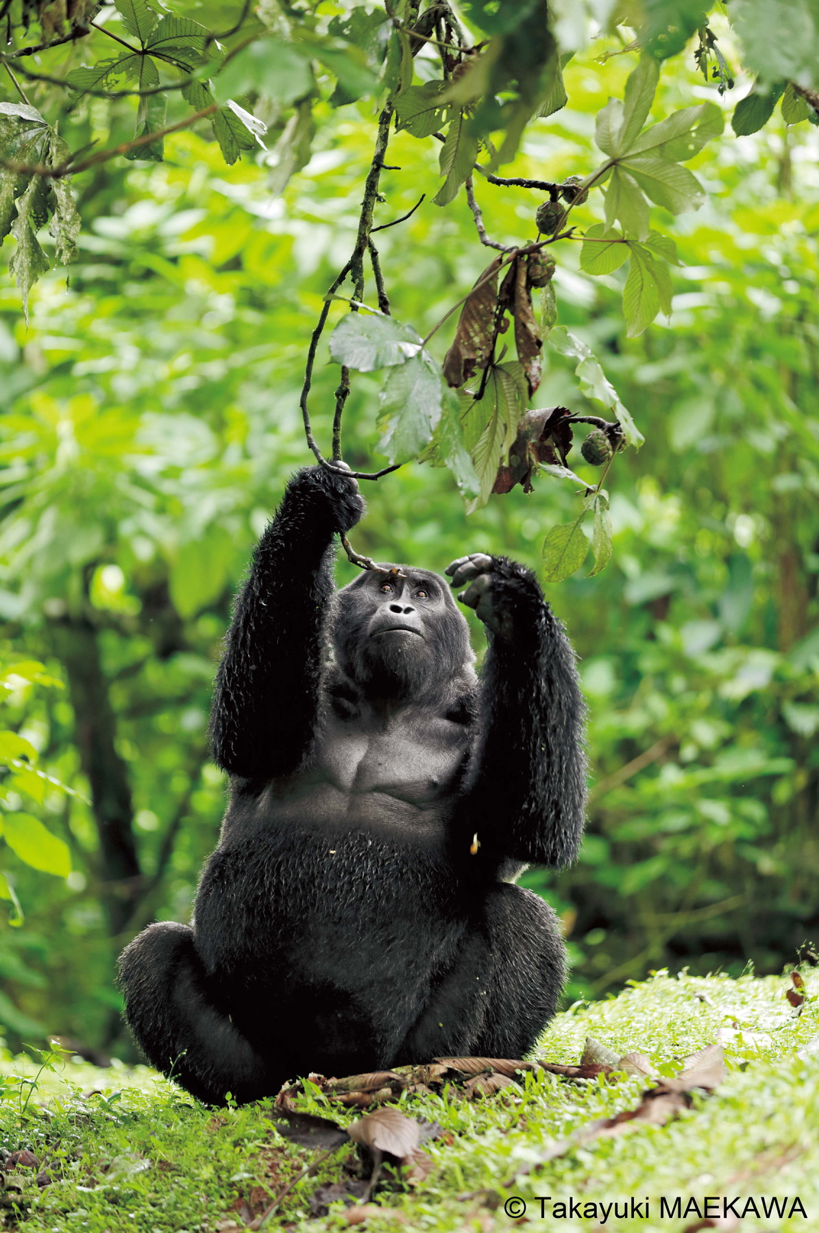 マウンテンゴリラ画像