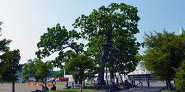 美幌小学校のかしわ