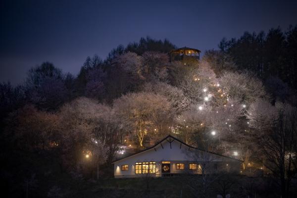 みどりの村桜
