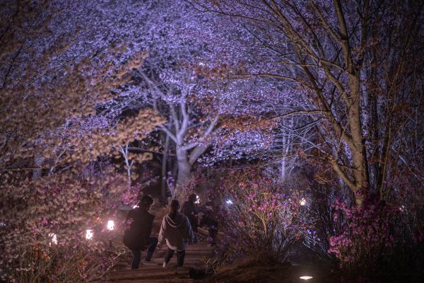 みどりの村桜②