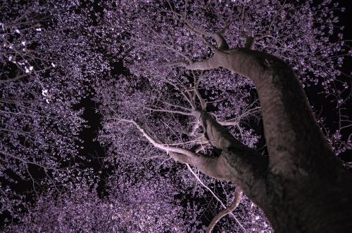 みどりの村桜④