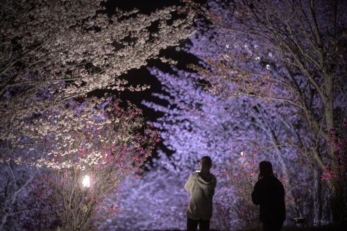 みどりの村桜⑤