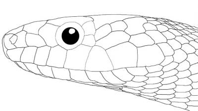 ヘビイラスト