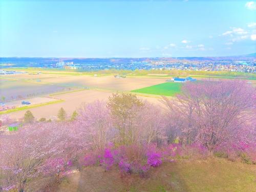 桜