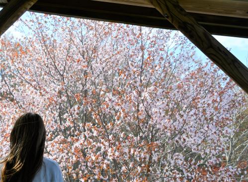桜