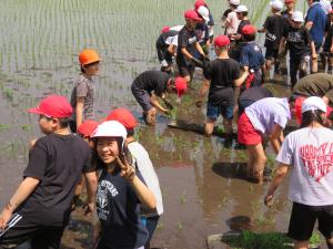 田植え2