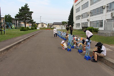 あさがおの観察中
