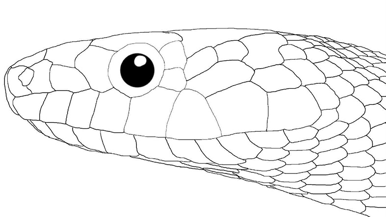 ヘビイラスト
