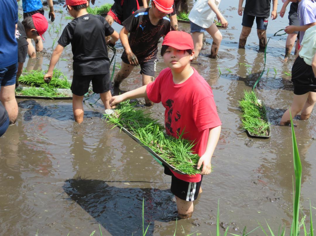 田植え1